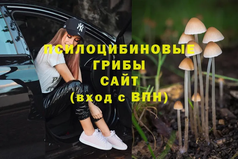 Псилоцибиновые грибы Magic Shrooms  где купить наркотик  Пыталово 